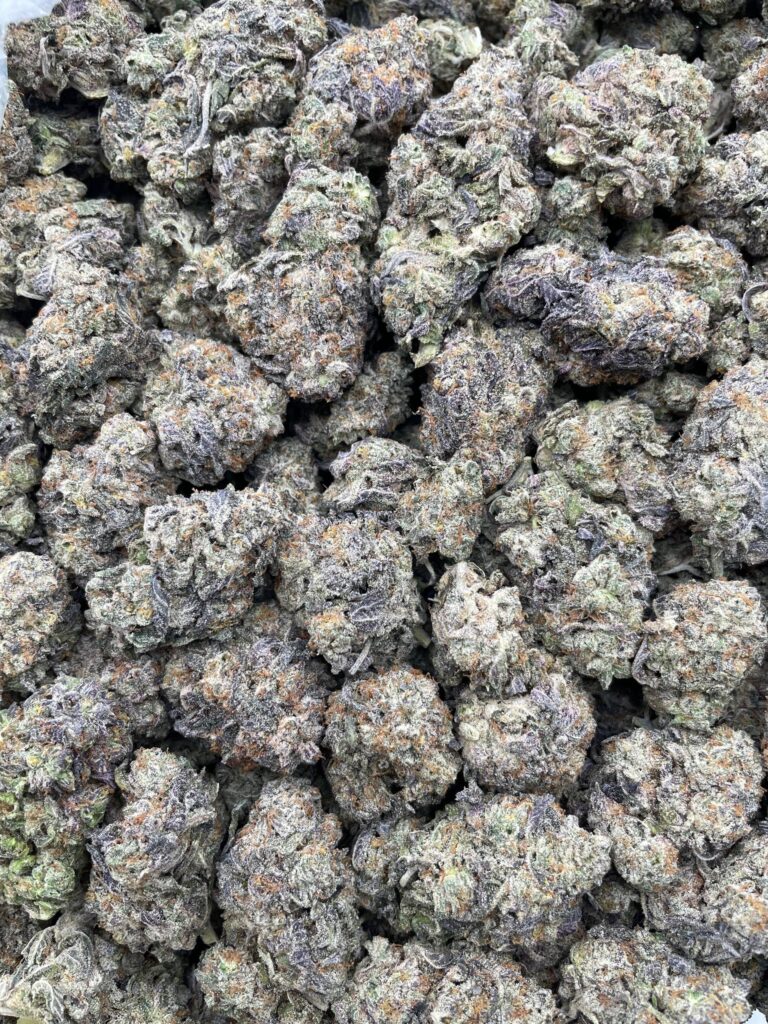 #PF12A 🍨 Gelato Z 🍧