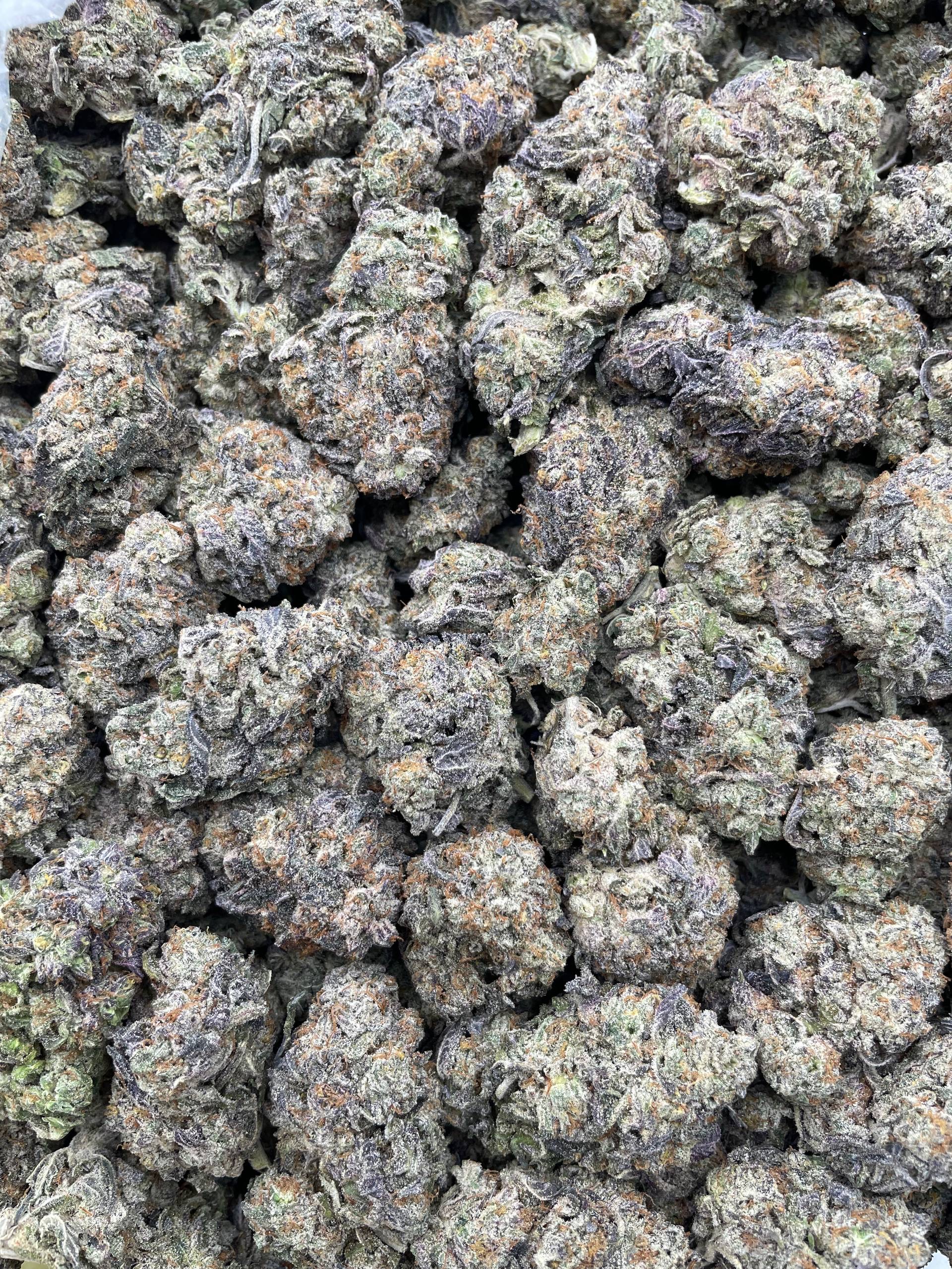 #PF12A 🍨 Gelato Z 🍧