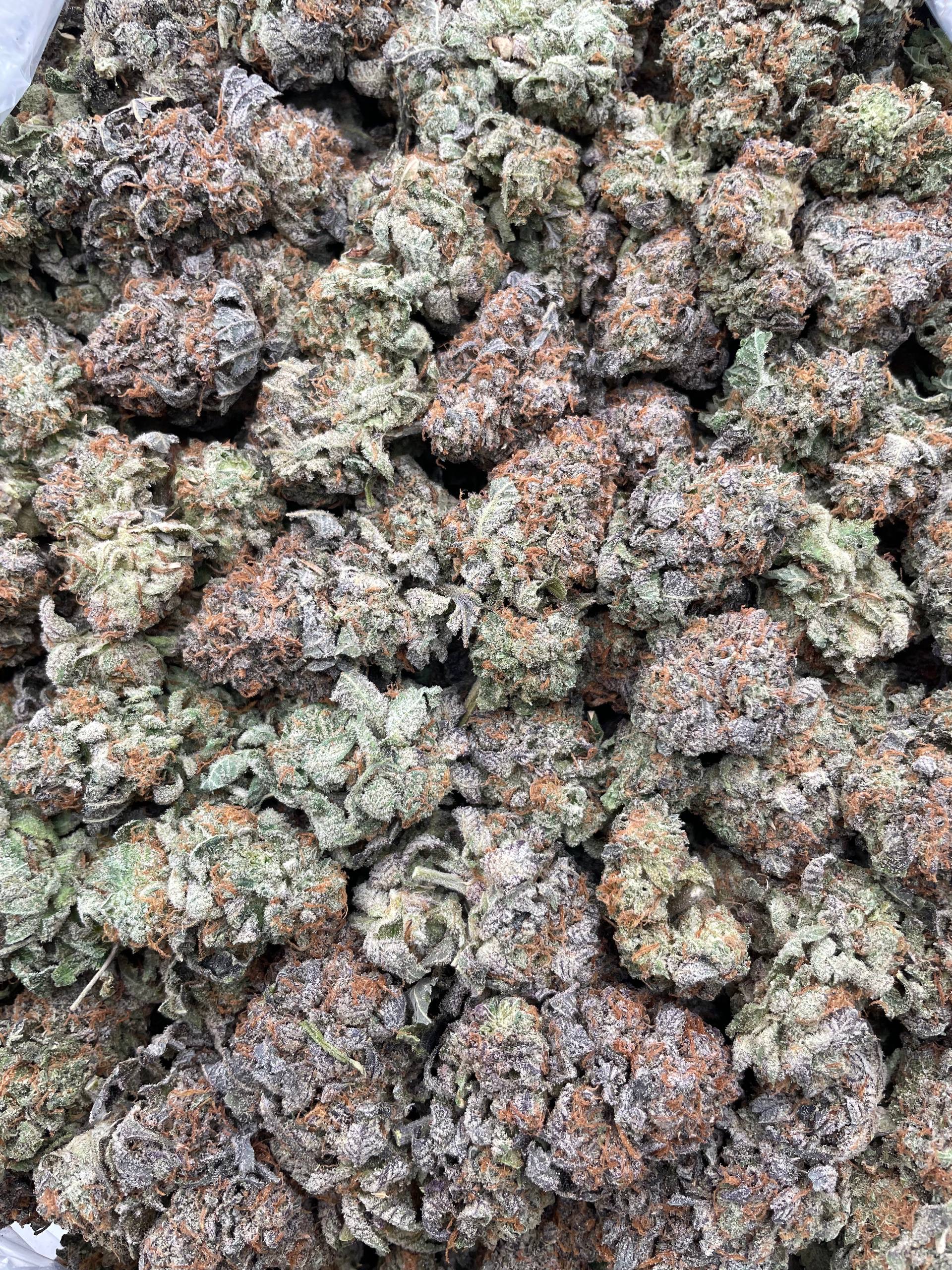 #PF2C 🌾 Biggie Bubbas 🫃