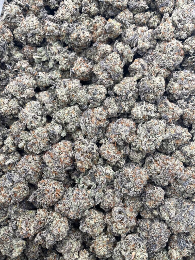 #PF33A 🧆 Gassius Trufflez ⛽️