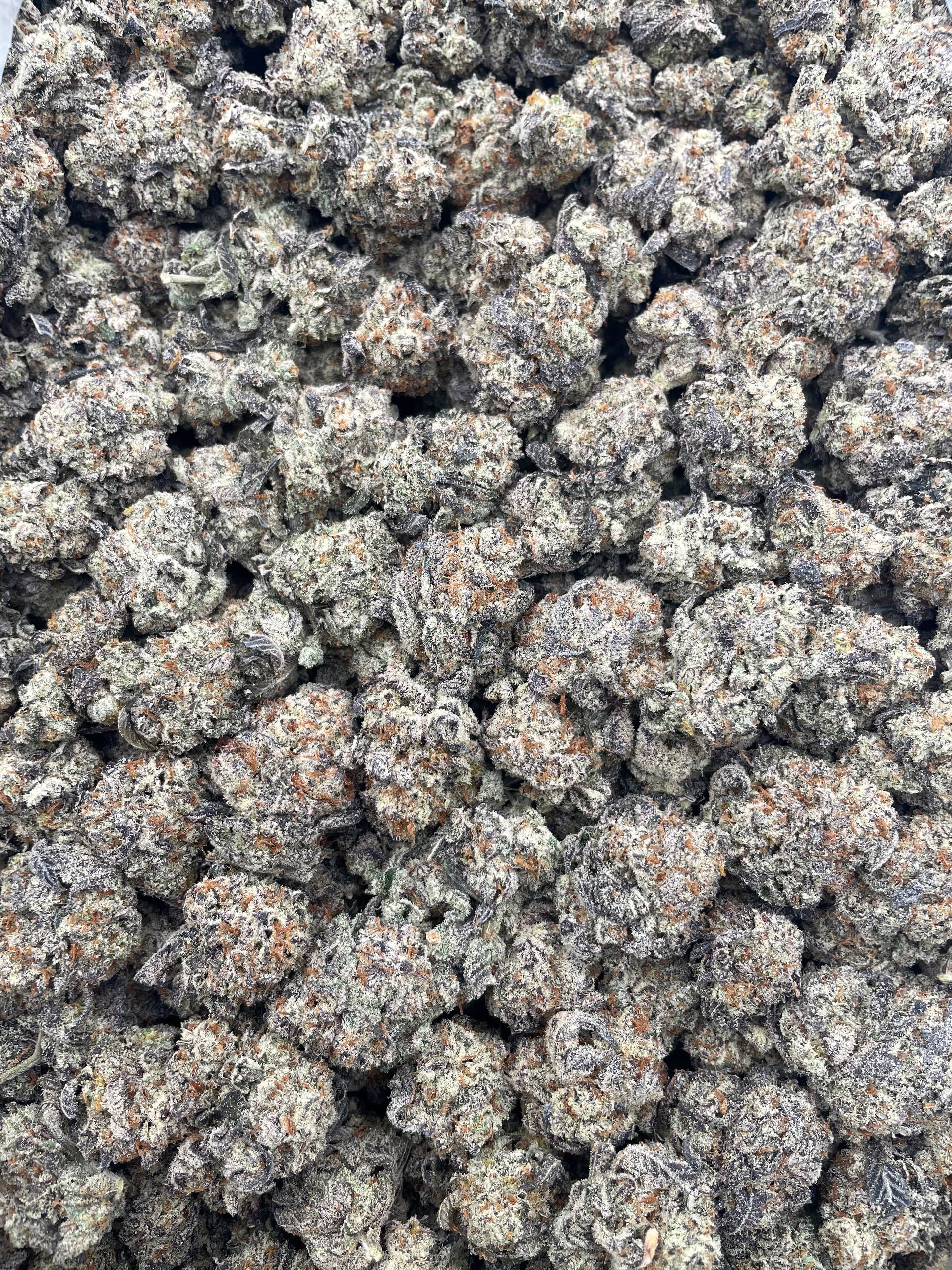 #PF33A 🧆 Gassius Trufflez ⛽️