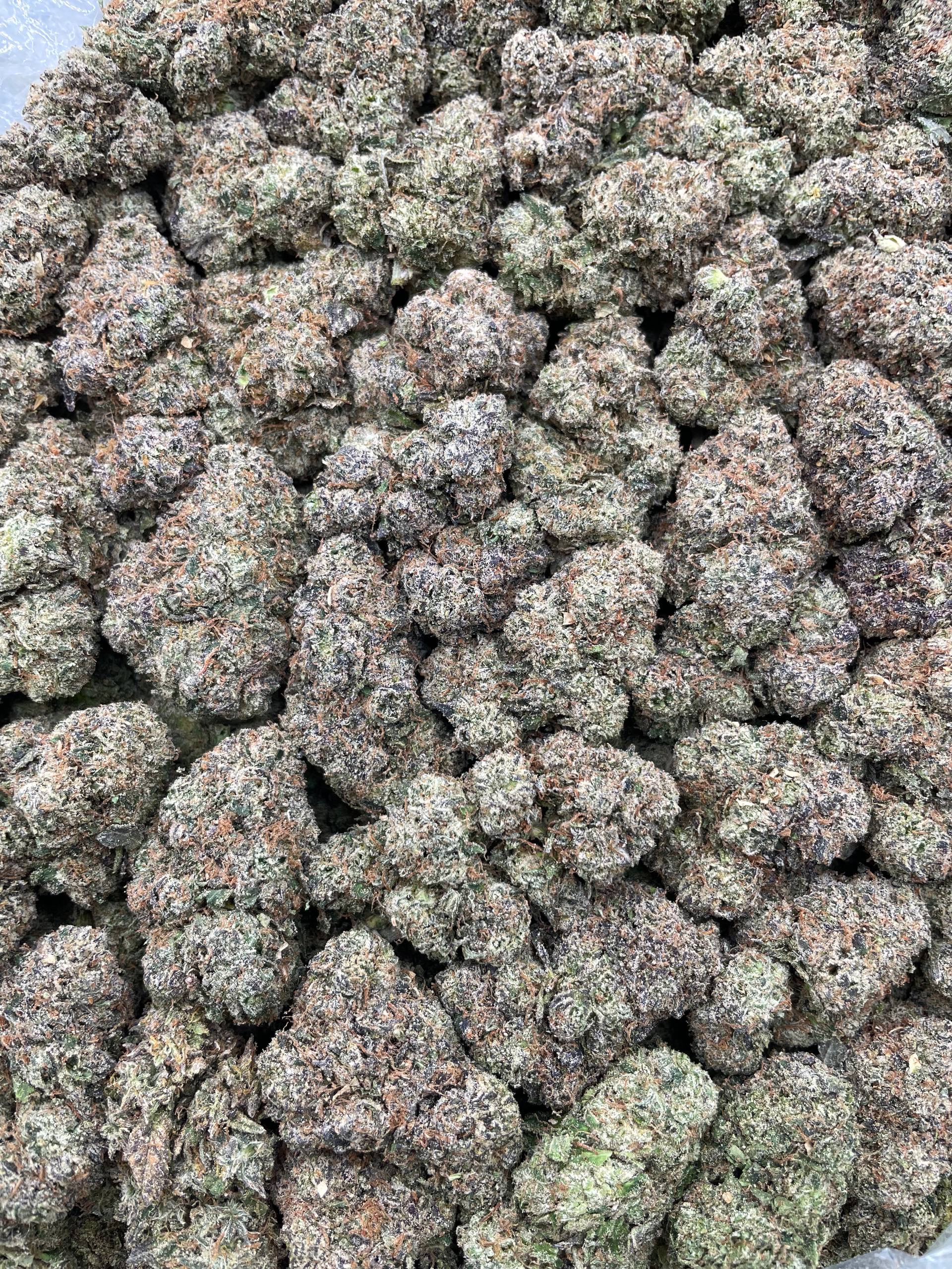 #PF40B 🍭 Trolli Sour Crawlers 🐛