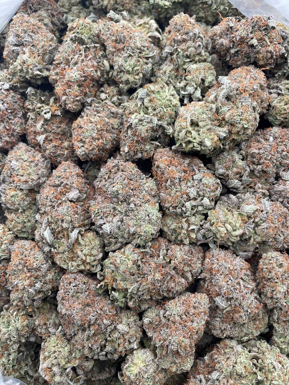 #PH36A 💍 Pro Platinums 💯