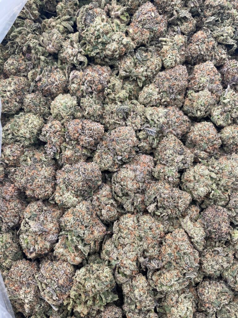 #PL17C 🍸 Shirley Temple 🍒