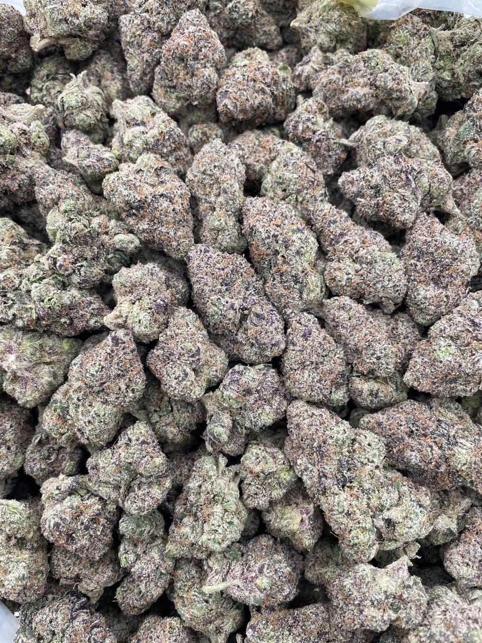 #PL2A 🍭 Rainbow Belts 🌈