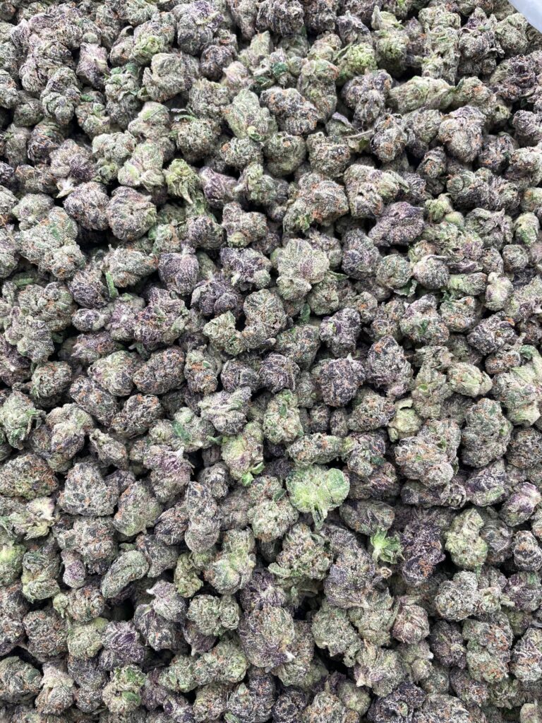 #PL9A 💥 Bubblegum Burst Medium 🫧