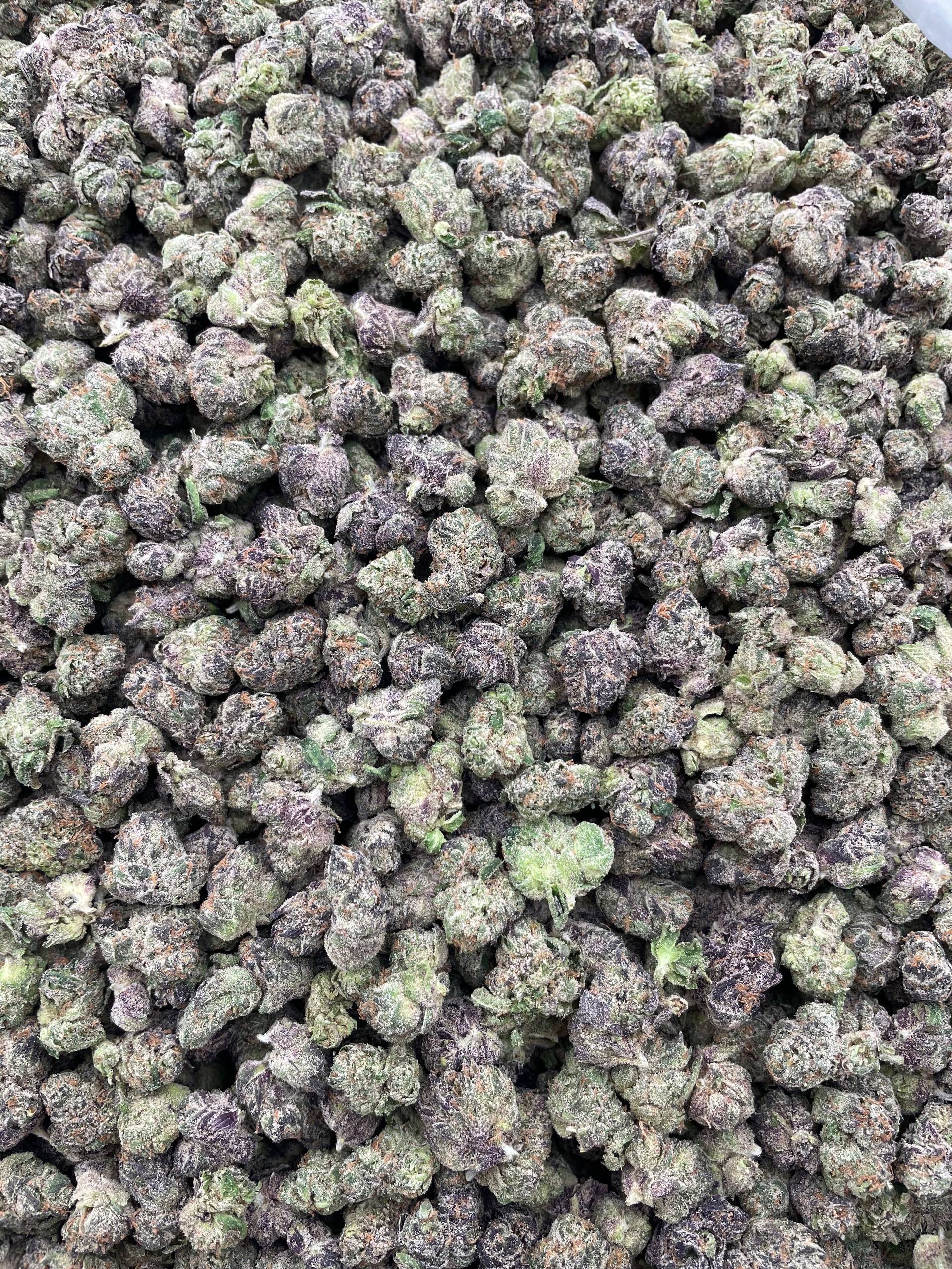 #PL9A 💥 Bubblegum Burst Medium 🫧