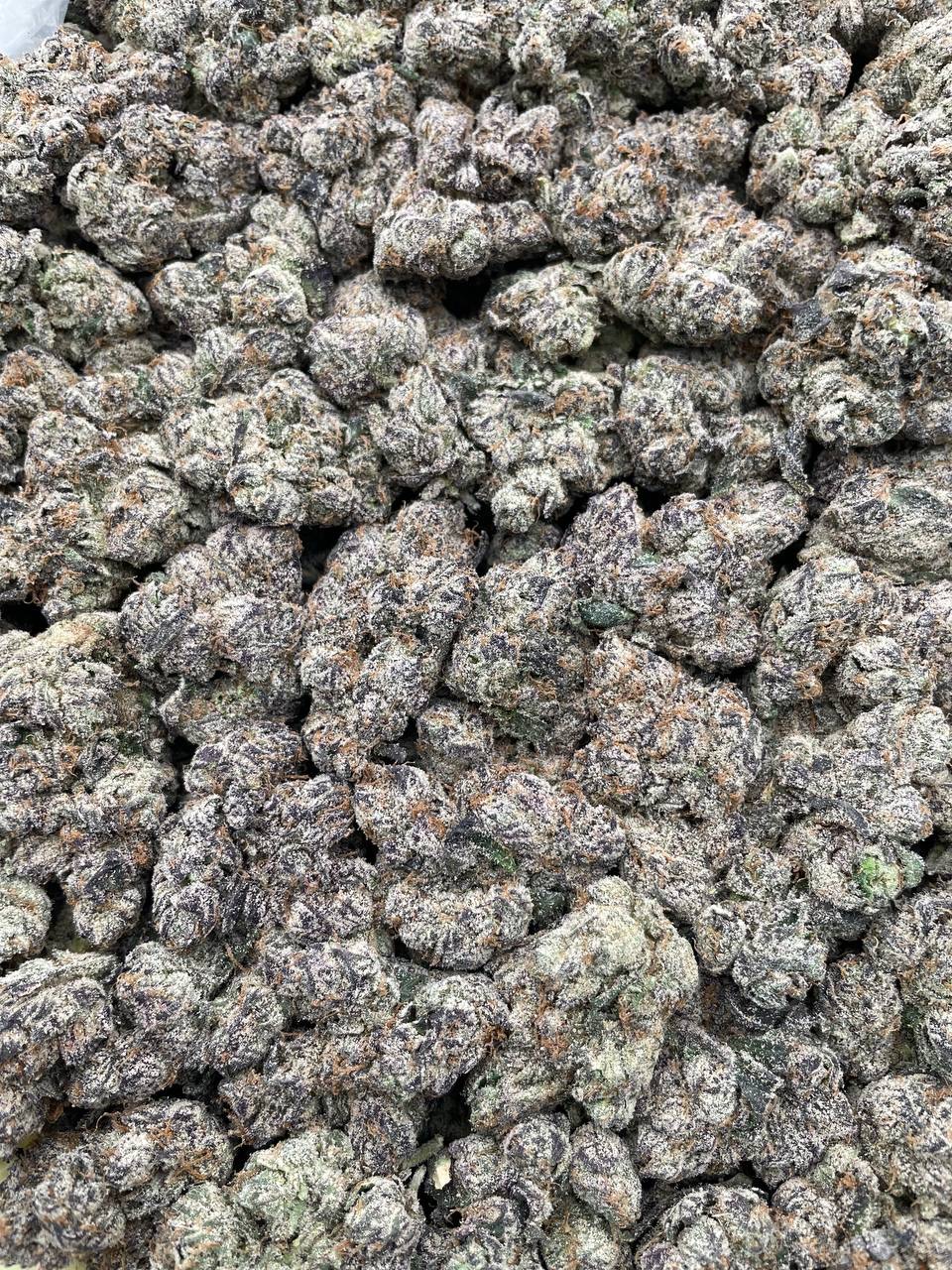 #PR22T 🪱 Trolli Electric Crawlers ⚡️