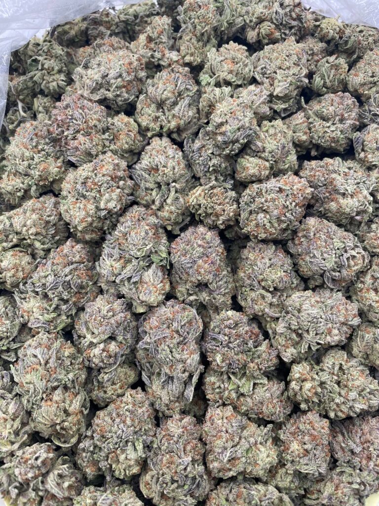 #PR2C 🍨 Dondoli Gelatti 👑