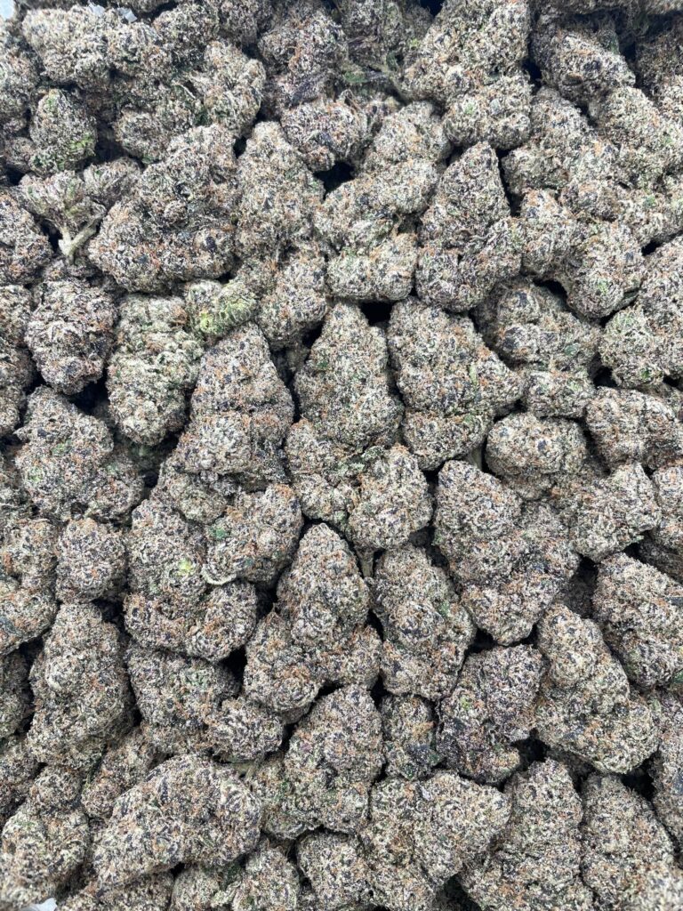 #PR96Y 🌟 Pink Starbursts 💓