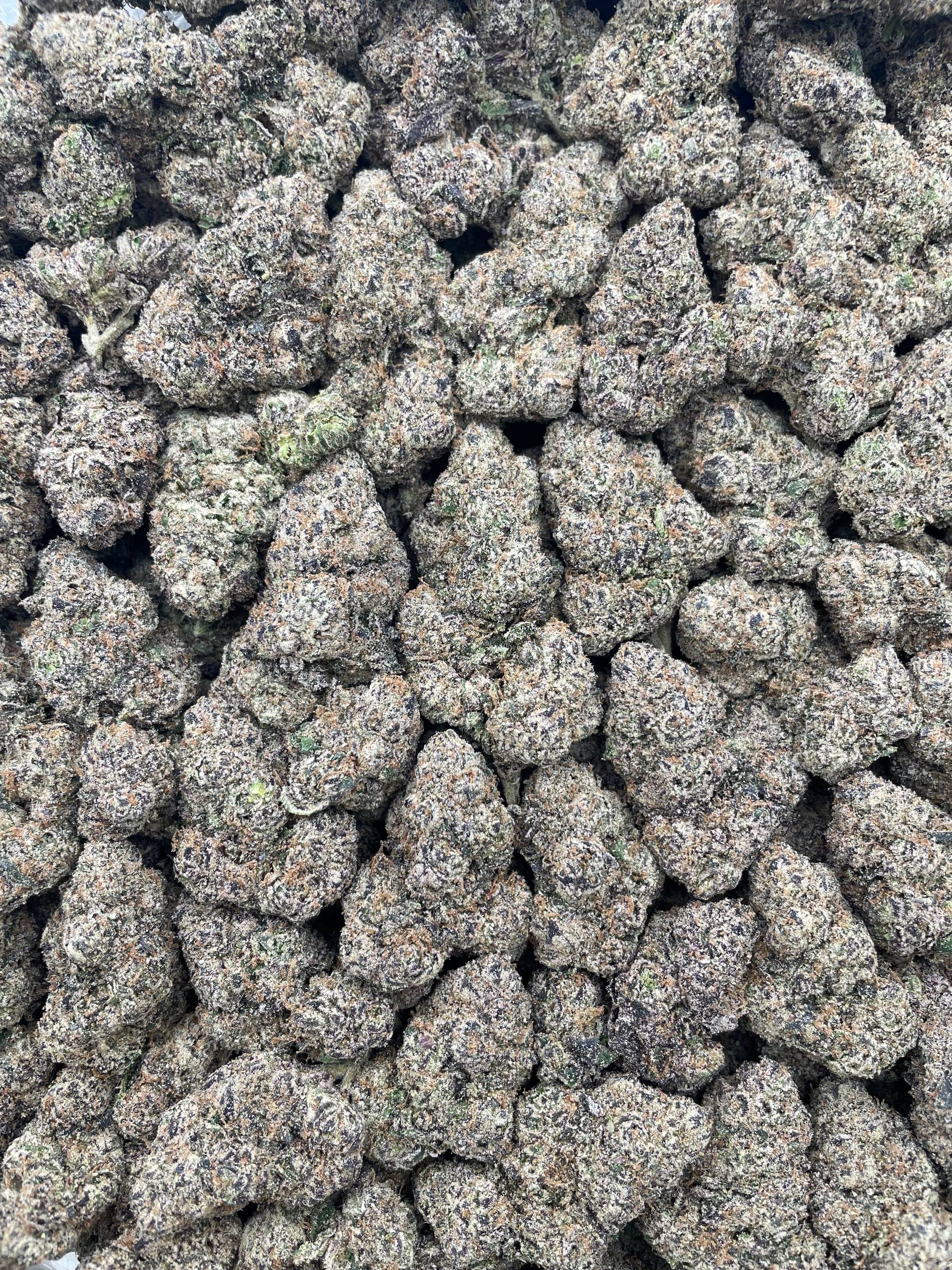 #PR96Y 🌟 Pink Starbursts 💓