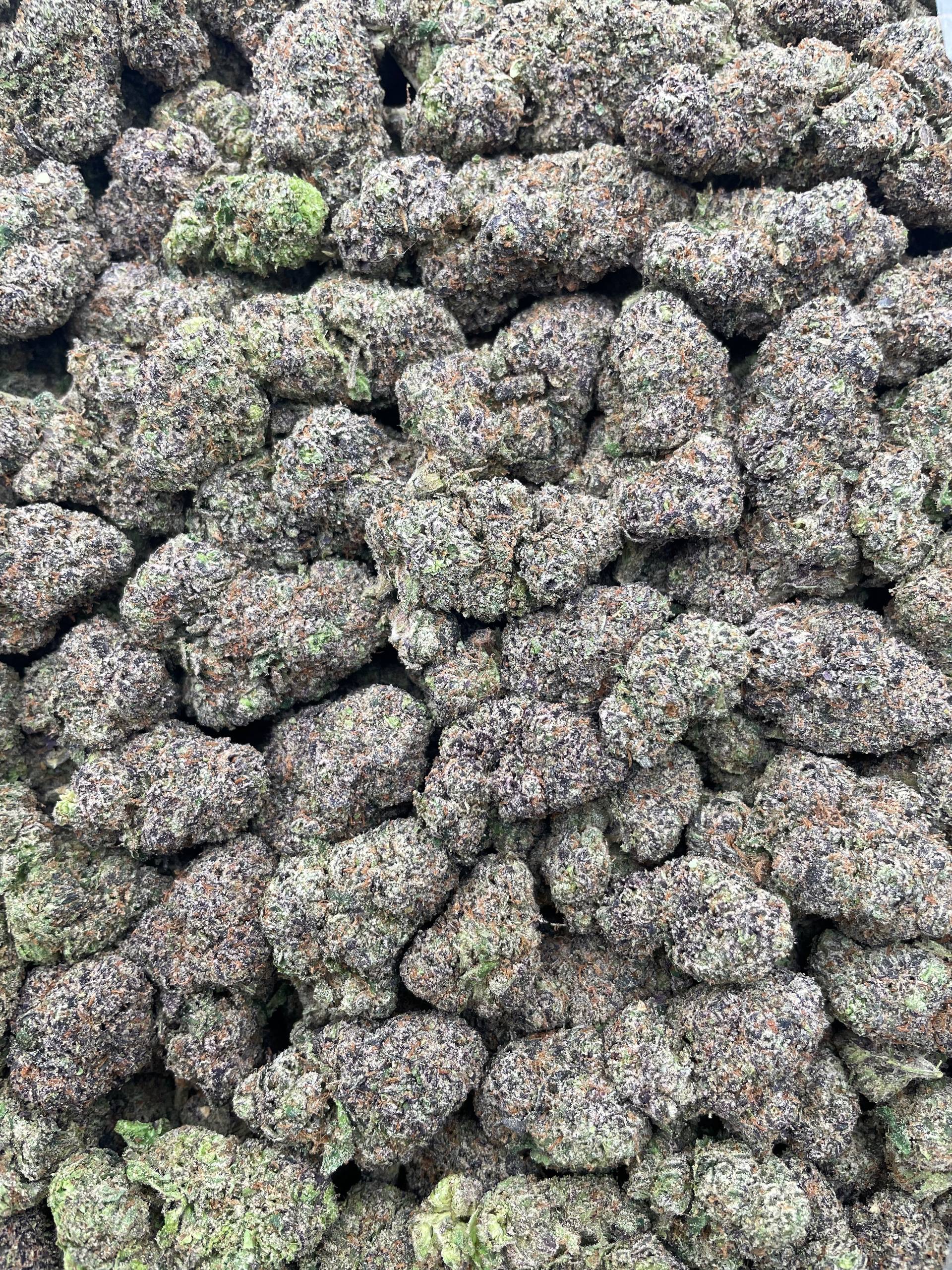 #PG16B ๐ญ Lemon Sour Gunk ๐
