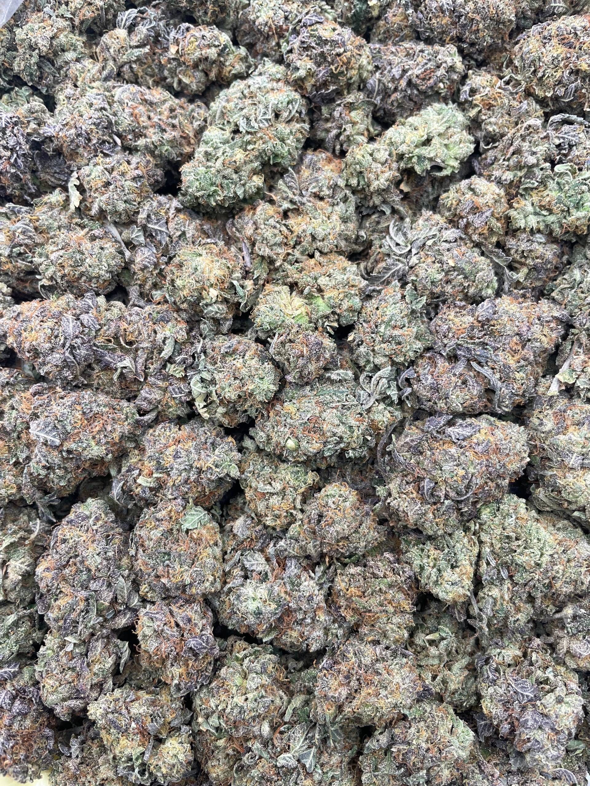 #PG36B 🤖 Gumbotronics ⛽️