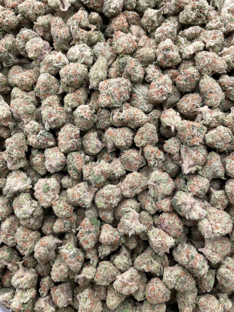 #PL36C 🍨 Papaya Punch Cream Shmediums 🍐