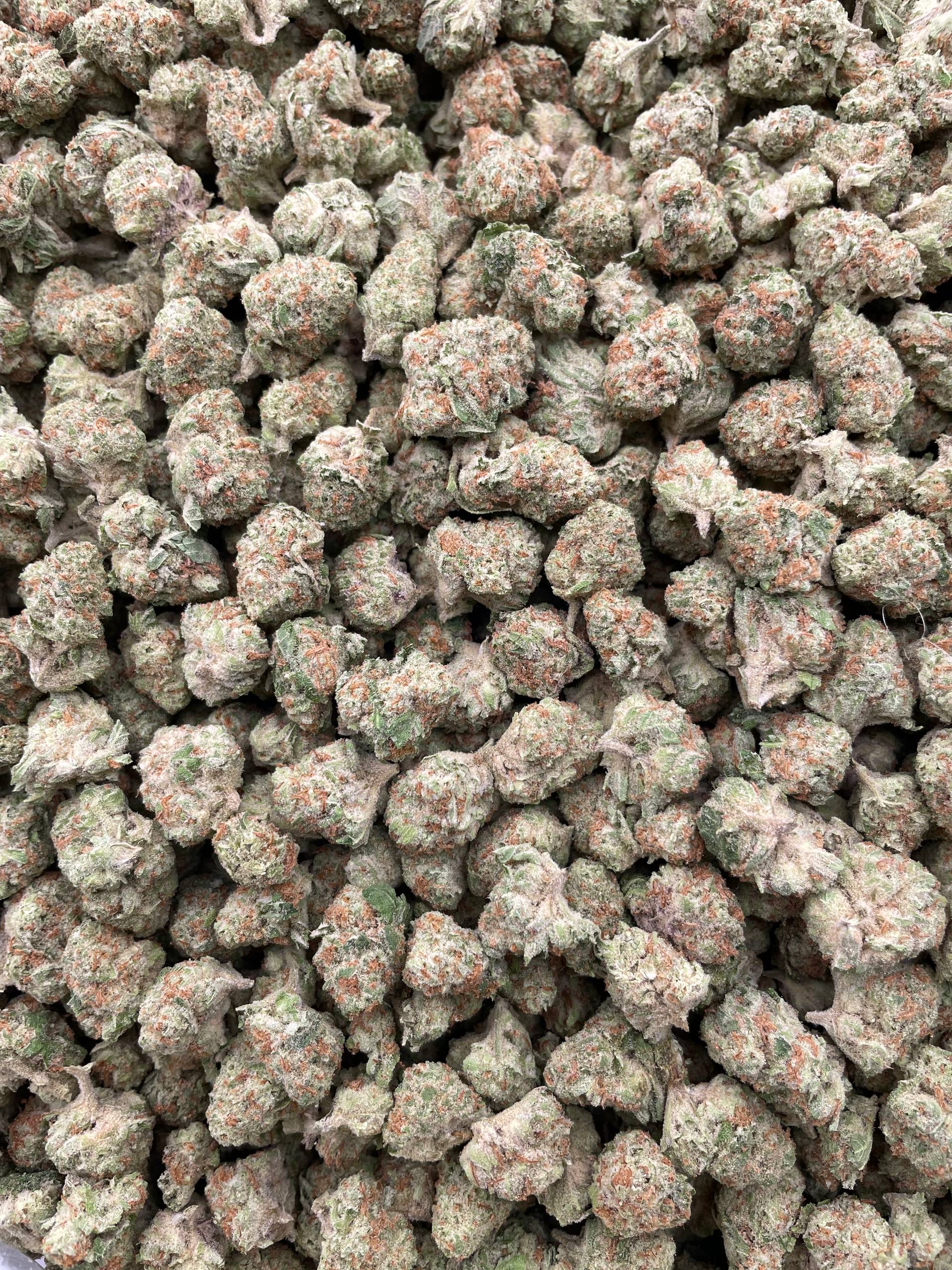 #PL36C 🍨 Papaya Punch Cream Shmediums 🍐