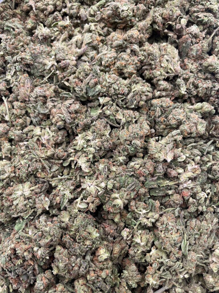 #PL9C 🍨 Runtzlato ⛽️