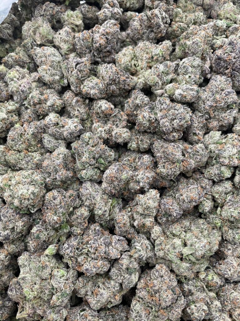 #PR41Y 🍋 Lemonade Gupperz 🫟