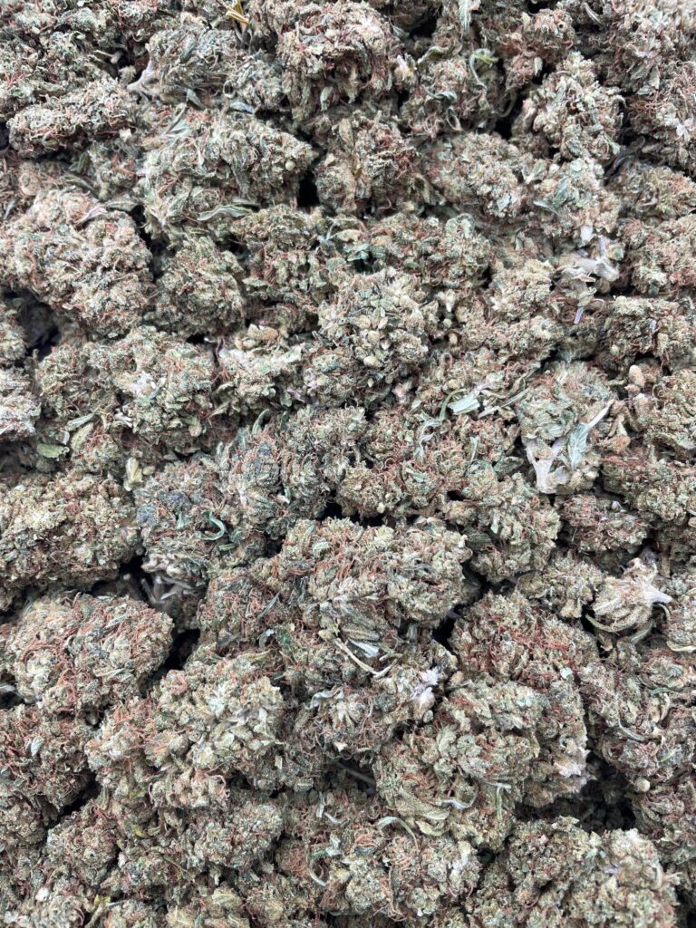 #PR81X 🍋 Lemon Grease ⛽️